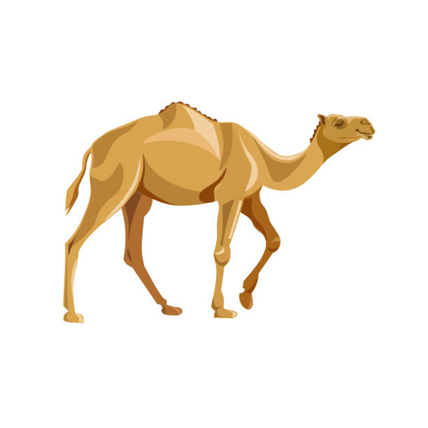 Dromedary camel vector Dromedary, one-humped camel. Vector illustration isolated on white background dromedary camel stock illustrations