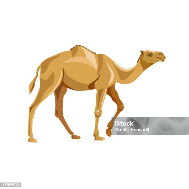 Dromedary Camel Vector Stock Illustration - Download Image Now - Camel, Illustration, Dromedary Camel