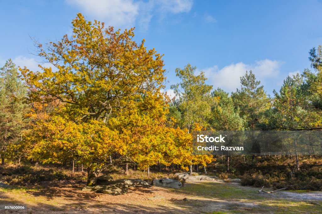 Fall Landscape Beautiful fall landscape with colorful trees and rocks located in Fontainebleau Forest in Central France. Ash Stock Photo