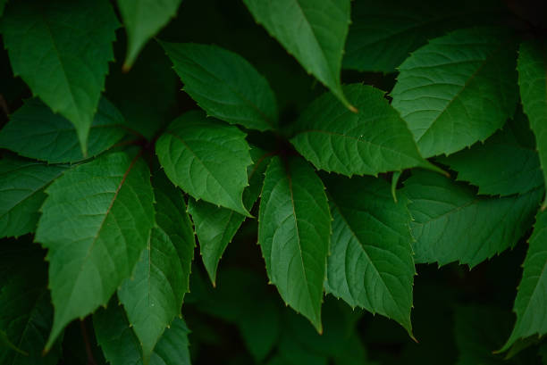 istock living green fence on the background 857603482
