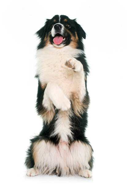 istock tricolor australian shepherd 857608776