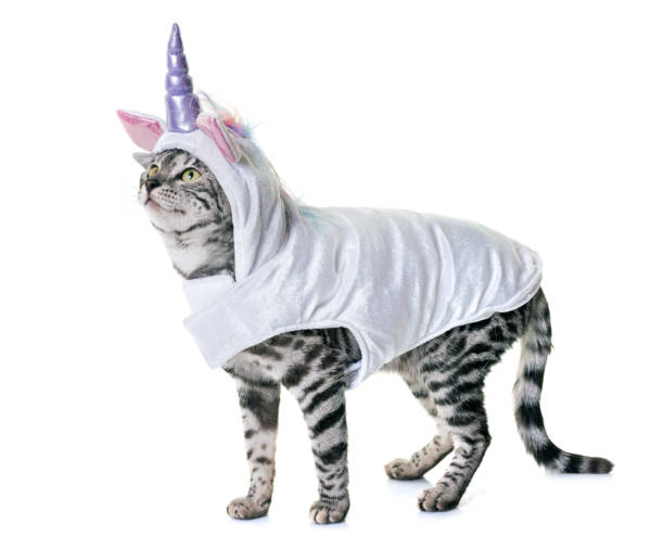 bengal cat bengal cat in front of white background cat with clothes stock pictures, royalty-free photos & images