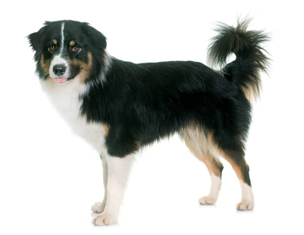 istock tricolor australian shepherd 857612524