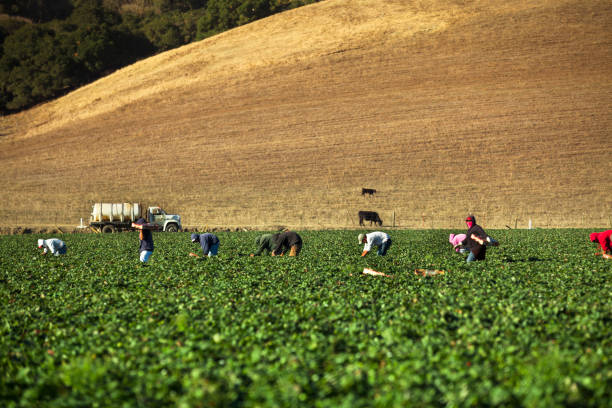 trabalhadores colher morangos de um campo em salinas valley, califórnia eua - 11309 - fotografias e filmes do acervo