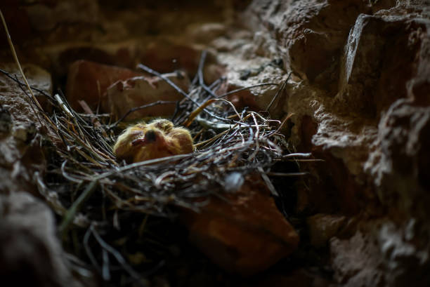Little Chicks in the nest in the attic