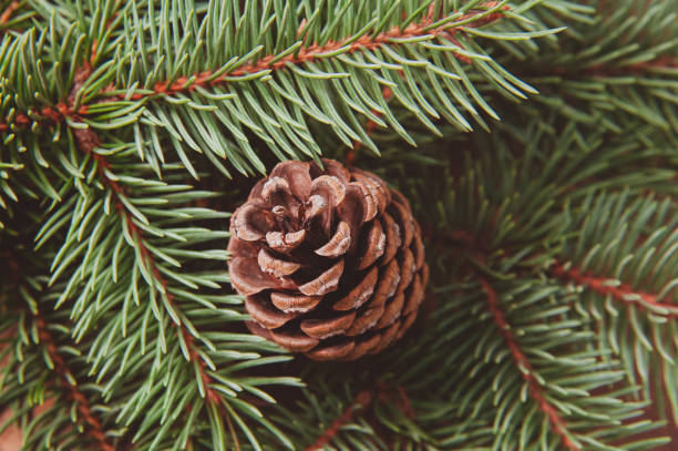 istock Christmas tree and lump. Winter macro photo 857620616