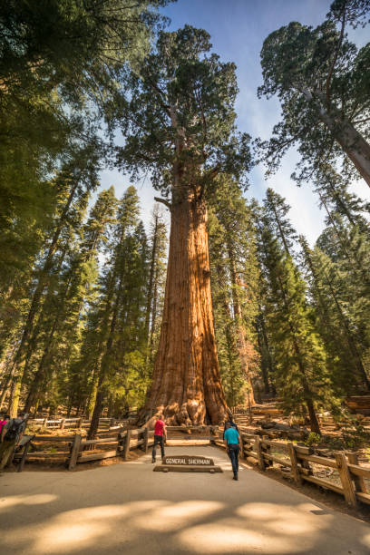 гигантские деревья в национальном парке секвойя, калифорния сша - lumber industry timber tree redwood стоковые фото и изображения