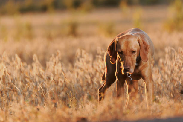 istock Vizsla Sniffing in Field 857623820