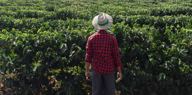 istock Farmer looking the coffee plantation field 857624076