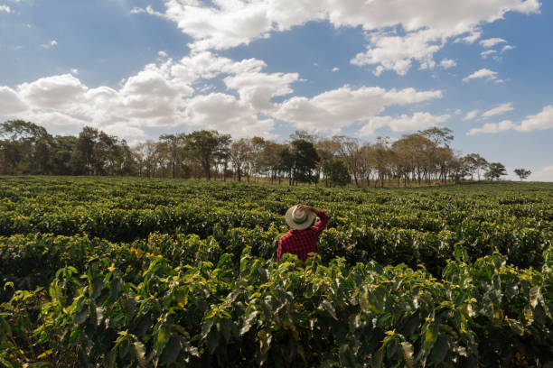 istock Farmer looking the coffee plantation field 857624080