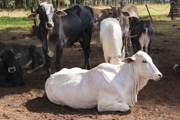 Cattle - Nelore on farm stock photo