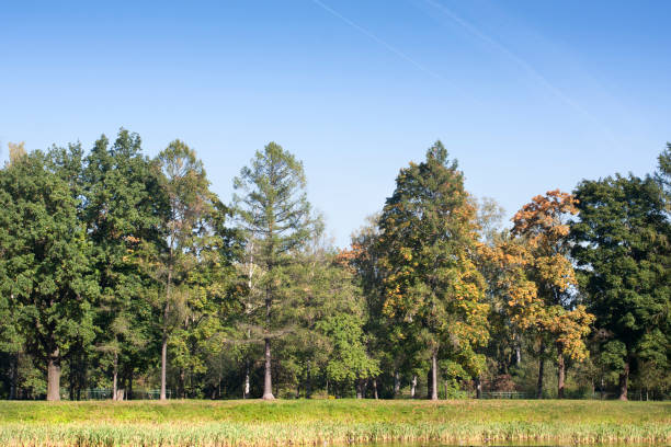 istock Early autumn forest landscape with blue clean sky. 857624348