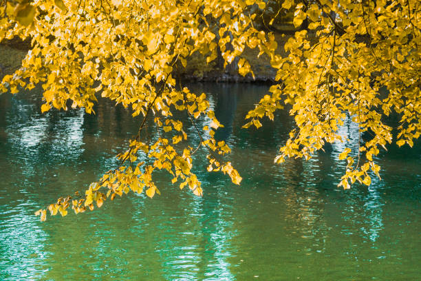 Autumn leaves on tree above green water. Fall season in forest