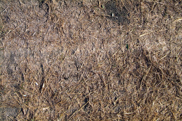 istock Textured background from the background of dry grass and soil 857626598
