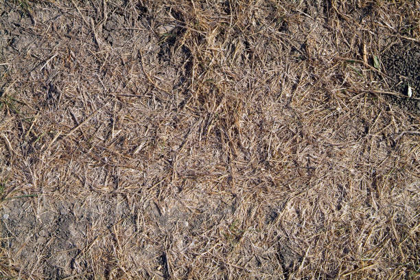 istock Textured background from the background of dry grass and soil 857626640