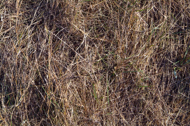 istock Textured background from the background of dry grass and soil 857626714