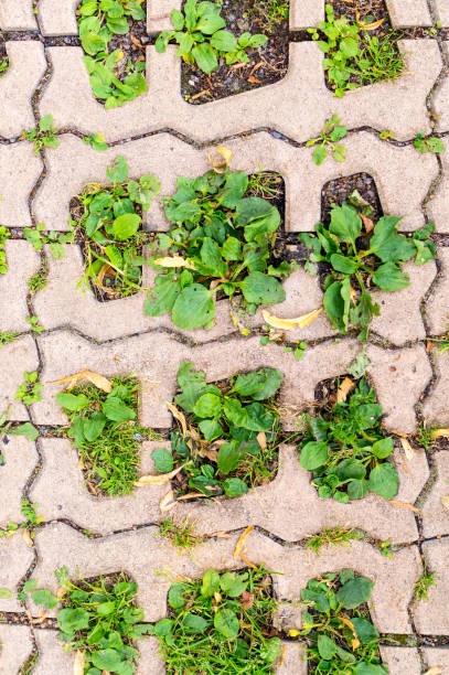 istock green grass in  holes of paving blocks. background, pattern 857630346
