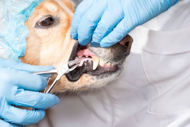 istock Dog at the dentist 857630676