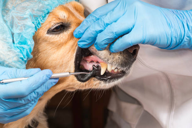 istock Dog at the dentist 857630714