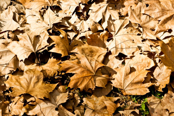 The fall A lot of canadian Pine  leafs  in the ground mantiqueira mountains stock pictures, royalty-free photos & images