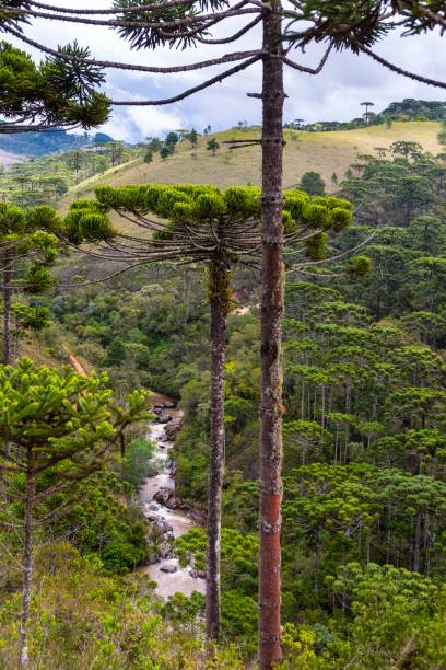 Araucaria forest Araucaria is a typical pine species from southeastern Brazil, in the states of Paraná and São Paulo. This tree is in danger of extinction for deforestation and livestock mantiqueira mountains stock pictures, royalty-free photos & images
