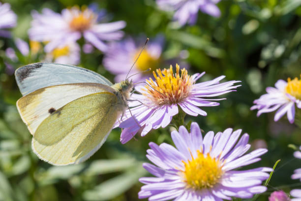 istock The cabbage butterfly sitting on a flower (Aster amellus) and feeding on nectar 857634198