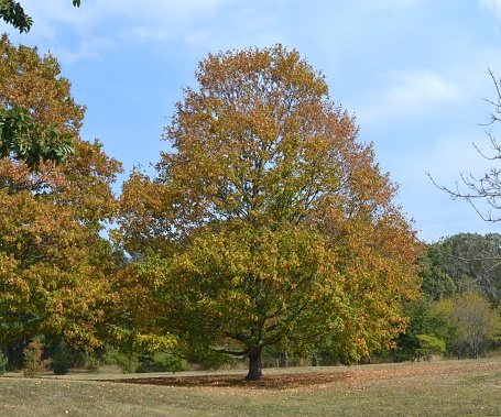 tall symmetrical tree with leaves beginning to turn, autumn