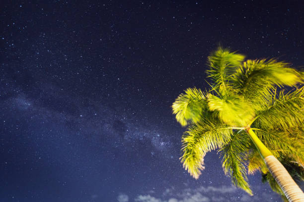 istock Palm tree lit up against a starry night sky 857638356