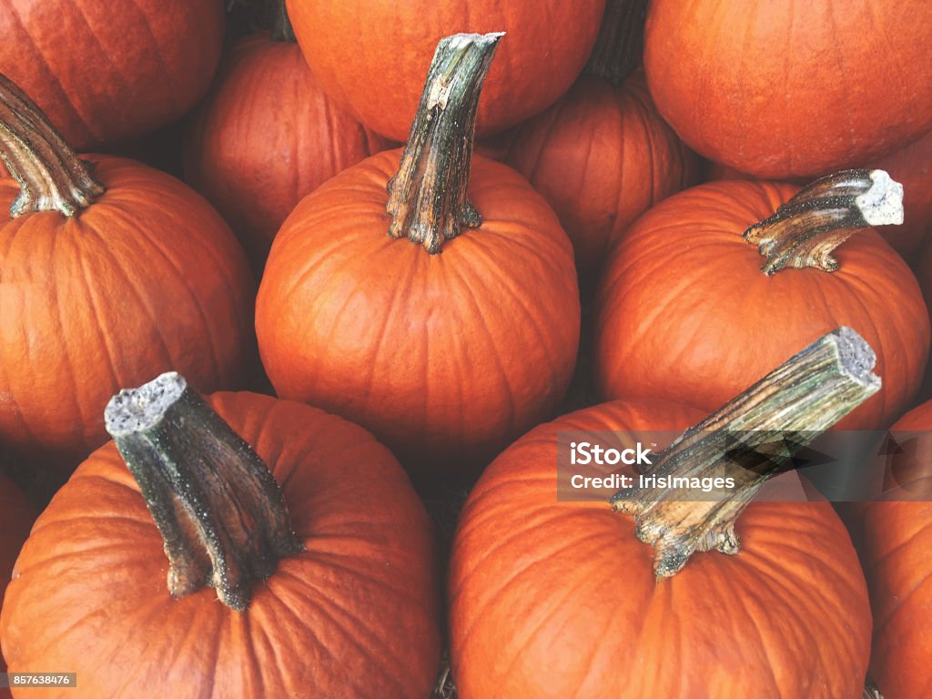 Fall Pumpkins Background Orange Fall Pumpkins Background, Horizontal Autumn Stock Photo