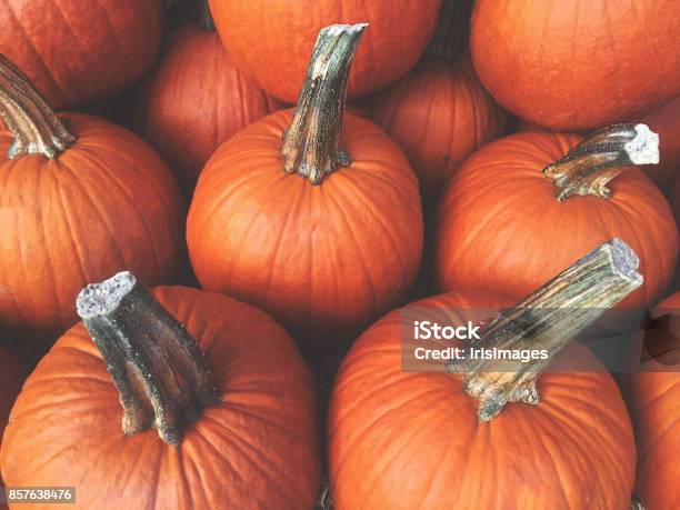 Fall Pumpkins Background Stock Photo - Download Image Now - Autumn, Pumpkin Patch, Pumpkin