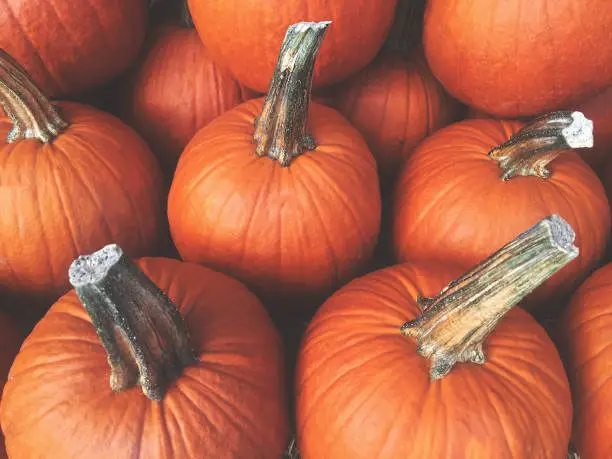 Photo of Fall Pumpkins Background