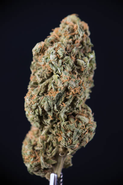 istock Dried cannabis bud (white widow strain) isolated over black 857638872