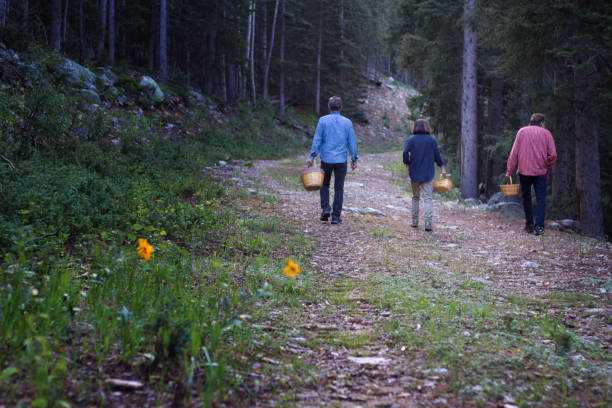 istock Active Seniors Mushroom Hunting in Wilderness with Baskets 857645162