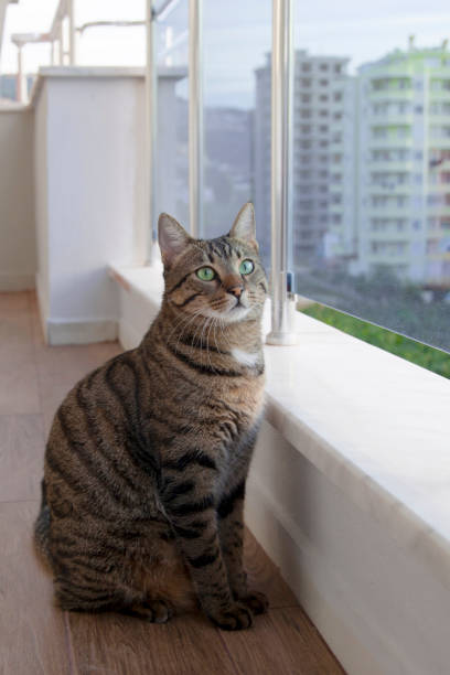 Domestic cat rests on the balcony. Beautiful, cat, resting, place, home. belconnen stock pictures, royalty-free photos & images