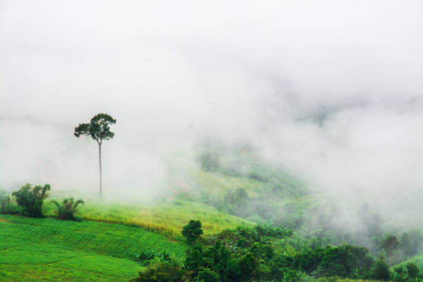istock Mountains with trees and fog . 857648966