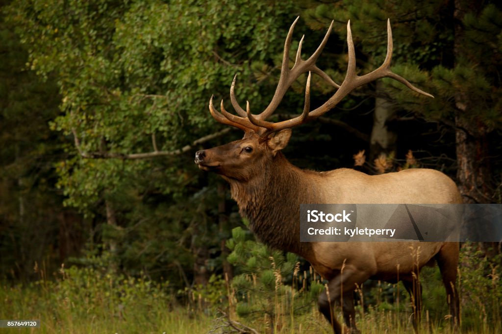 Bull elk avec des grands bois - Photo de Wapiti libre de droits