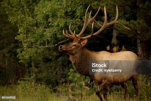 Photo libre de droit de Bull Elk Avec Des Grands Bois banque d'images et plus d'images libres de droit de Wapiti - Wapiti, Type de chasse, Canada