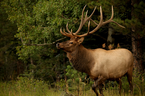 Elk bull male resting on hay with a blur forest background in its environment and habitat, displaying large antlers and brown coat fur. Red Deer Photo.