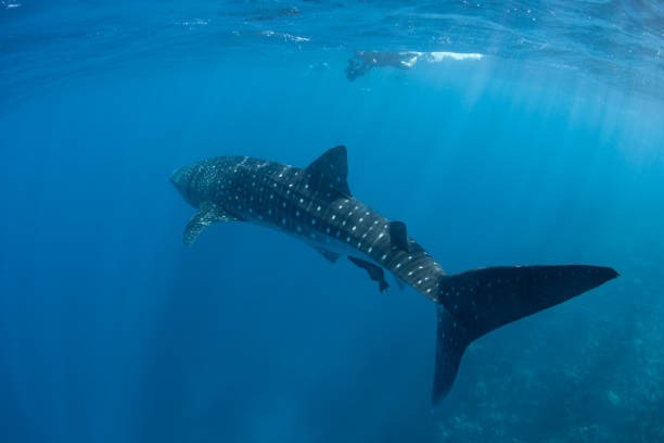 istock Whale Shark in Blue Water 857649602