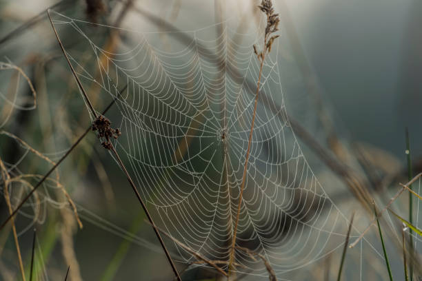 istock Silver cobweb near Horni Bahnak pond 857652028