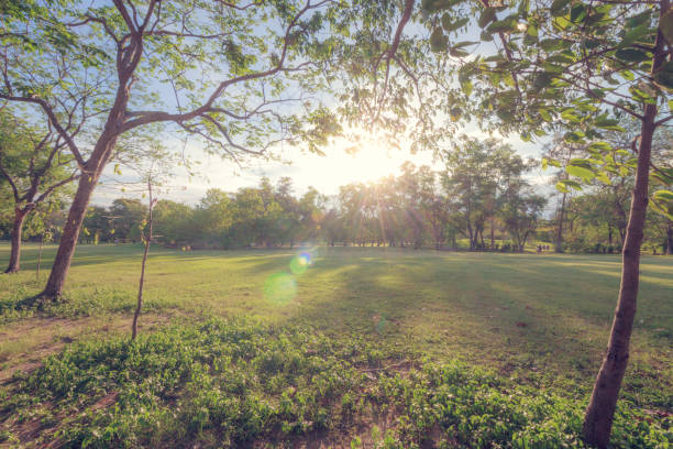 istock The perfect nature and sunset in park 857652366