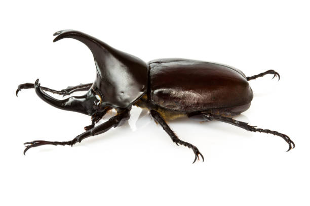istock Male Rhinoceros beetle 857655666