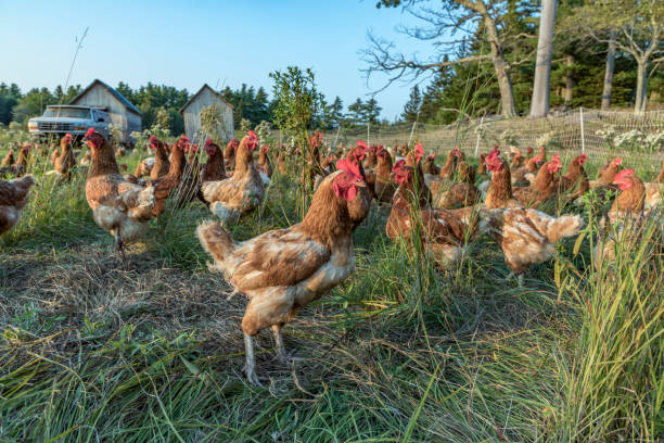 istock chicken at a green meadow 857659434