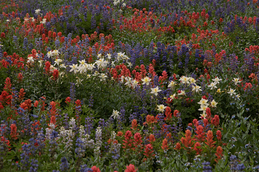a field of wildflowers grows with reds, blues, and whites in a seemingly patriotic display.