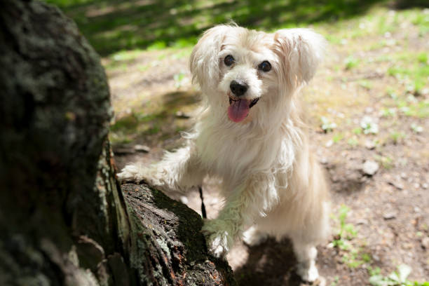 White mixed breed dog in park at summer day
