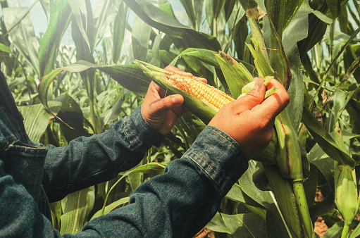 hand opening corn on stalk in field