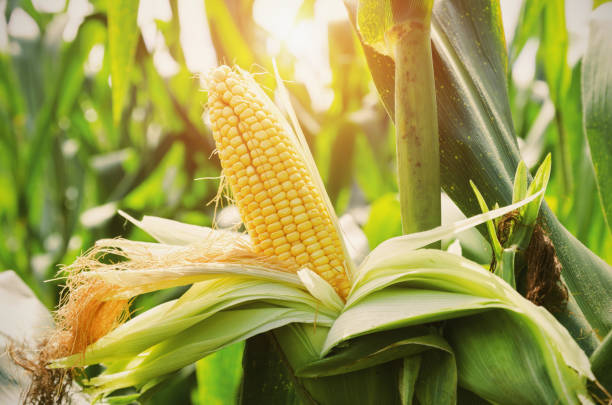 istock Closeup corn on stalk in field with sunset background 857670630