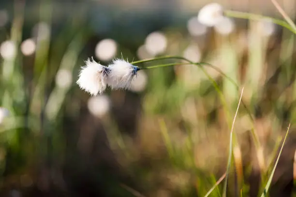 Cotton grass at morning sunlight in forest