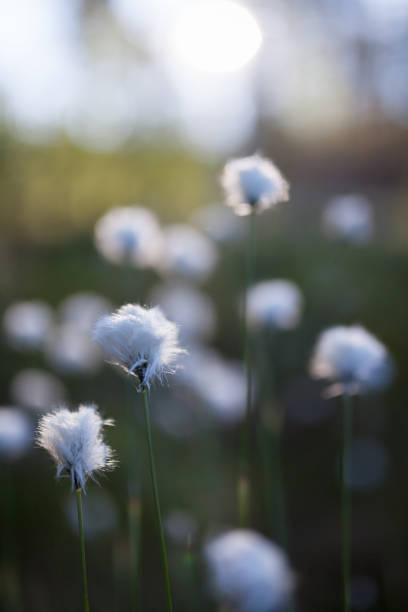 cotton grass at sunlight - cotton grass sedge grass nature imagens e fotografias de stock