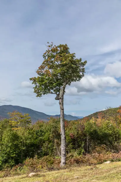 tree in   the white Mountains in New Hampshire